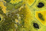 Very Vibrant, Polished Bumblebee Jasper #358632-1